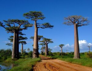 Partir en janvier à Madagascar ?