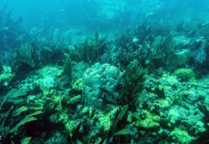 Barrière de corail dans le monde : Le récif corallien des Florida Keys (États-Unis)