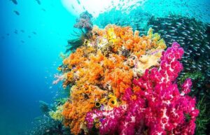 Barrière de corail dans le monde : Le récif de Raja Ampat (Indonésie)