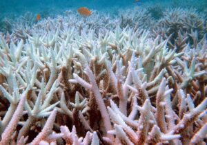Barrière de corail dans le monde : Le récif corallien des Caraïbes