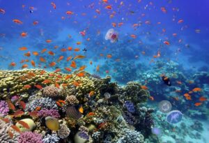 Barrière de corail dans le monde : Le récif corallien de la Mer Rouge