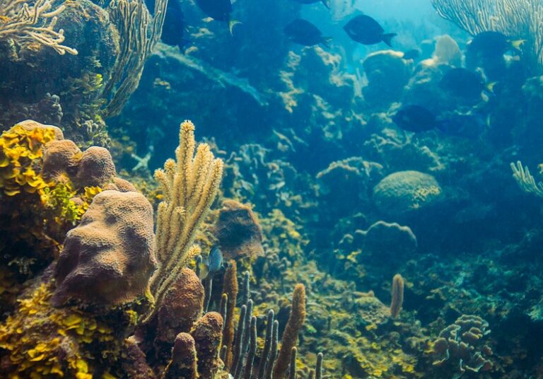 Barrière de corail (Bourail) | Nouvelle-Calédonie Tourisme : Le site