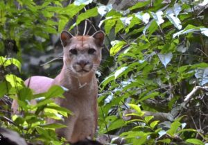 Animaux dangereux au Costa Rica : les mammifères