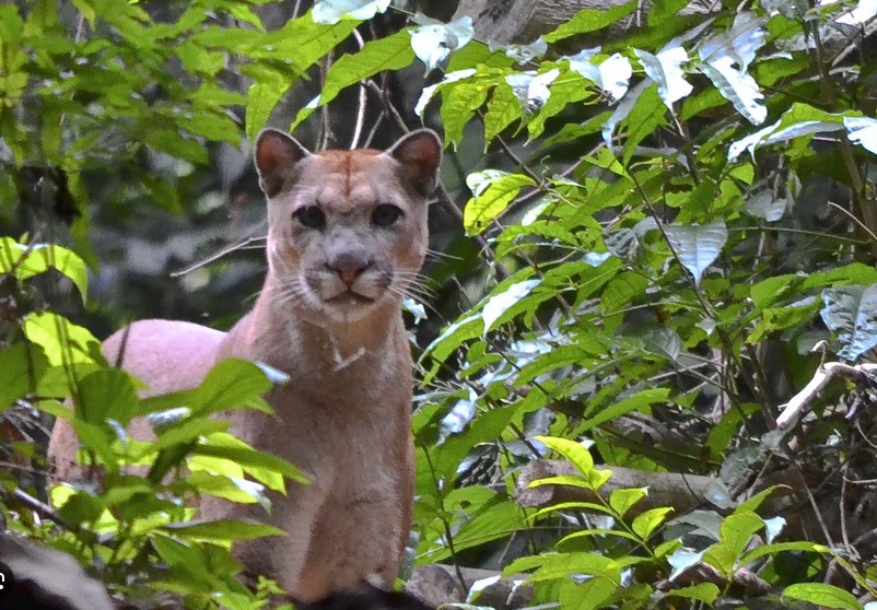 Les animaux les plus dangereux du Costa Rica