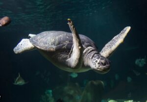 Visiter Hanovre : SEA LIFE